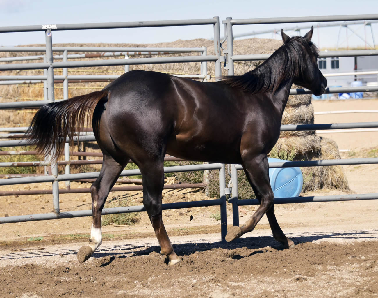 Gun a Be a Tuff 2022 - AQHA Liver Chesnut Stallion by Heavy Duty Chex